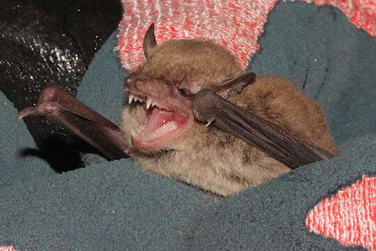 Image of Little Broad-nosed Bat