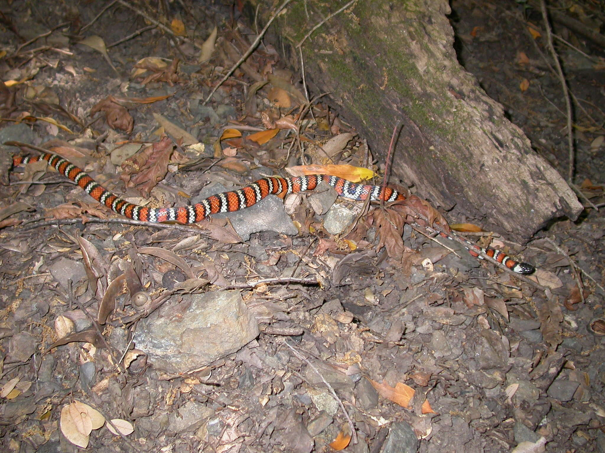 Image of California Mountain Kingsnake