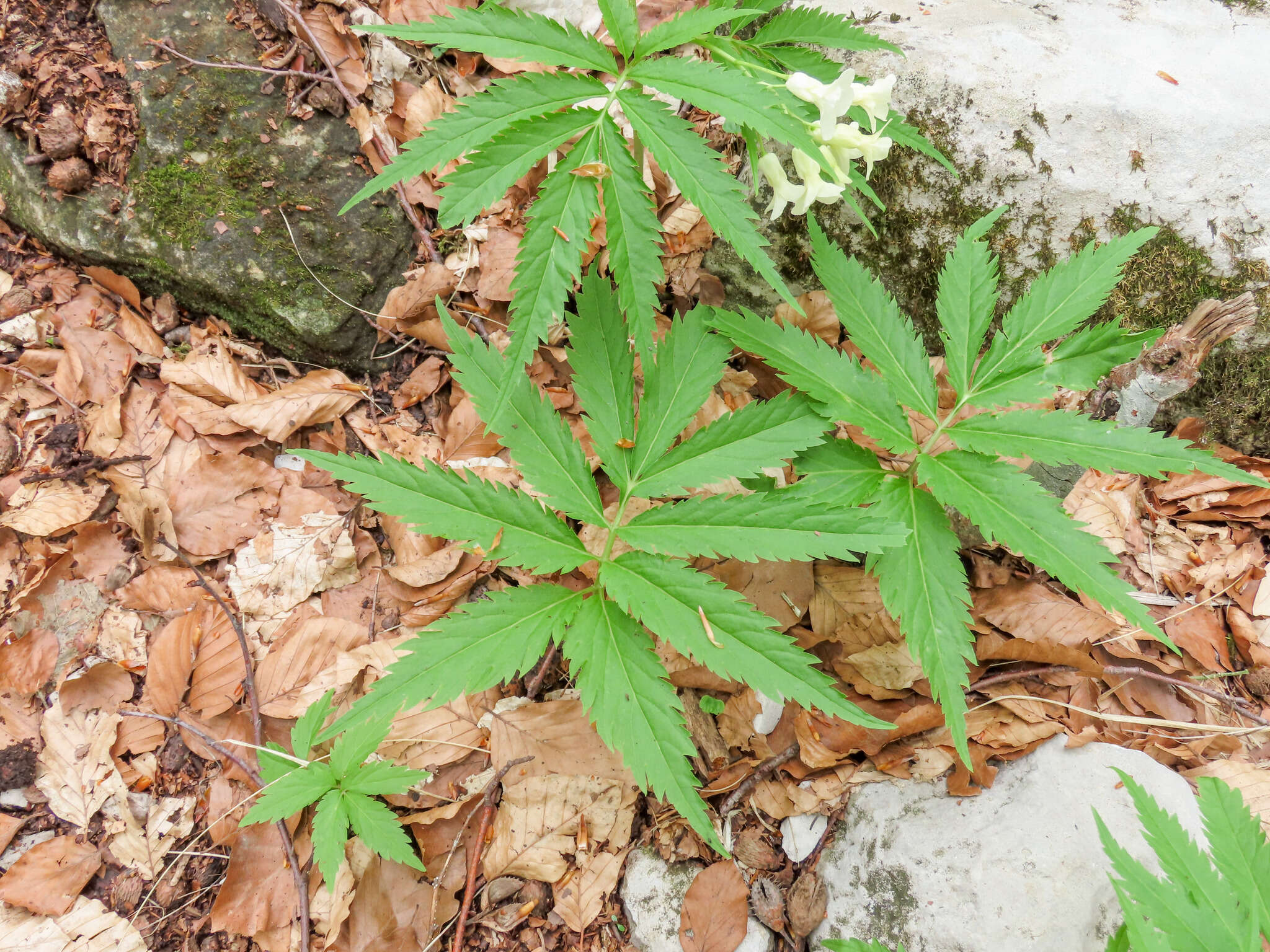 Слика од Cardamine kitaibelii Bech.