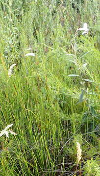 Image of Gladiolus vaginatus F. Bolus