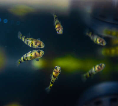 Image of Bumblebee goby