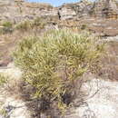 Plancia ëd Phylloxylon xylophylloides (Baker) Du Puy, Labat & Schrire