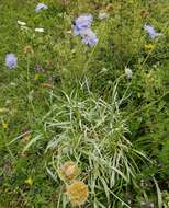 Sivun Lomelosia graminifolia (L.) W. Greuter & Burdet kuva