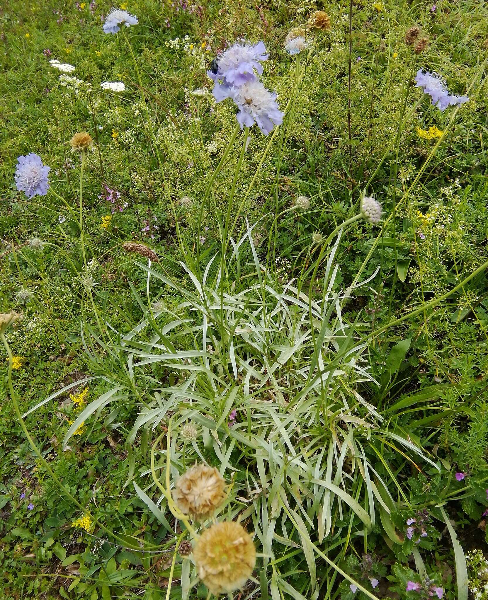 Sivun Lomelosia graminifolia (L.) W. Greuter & Burdet kuva