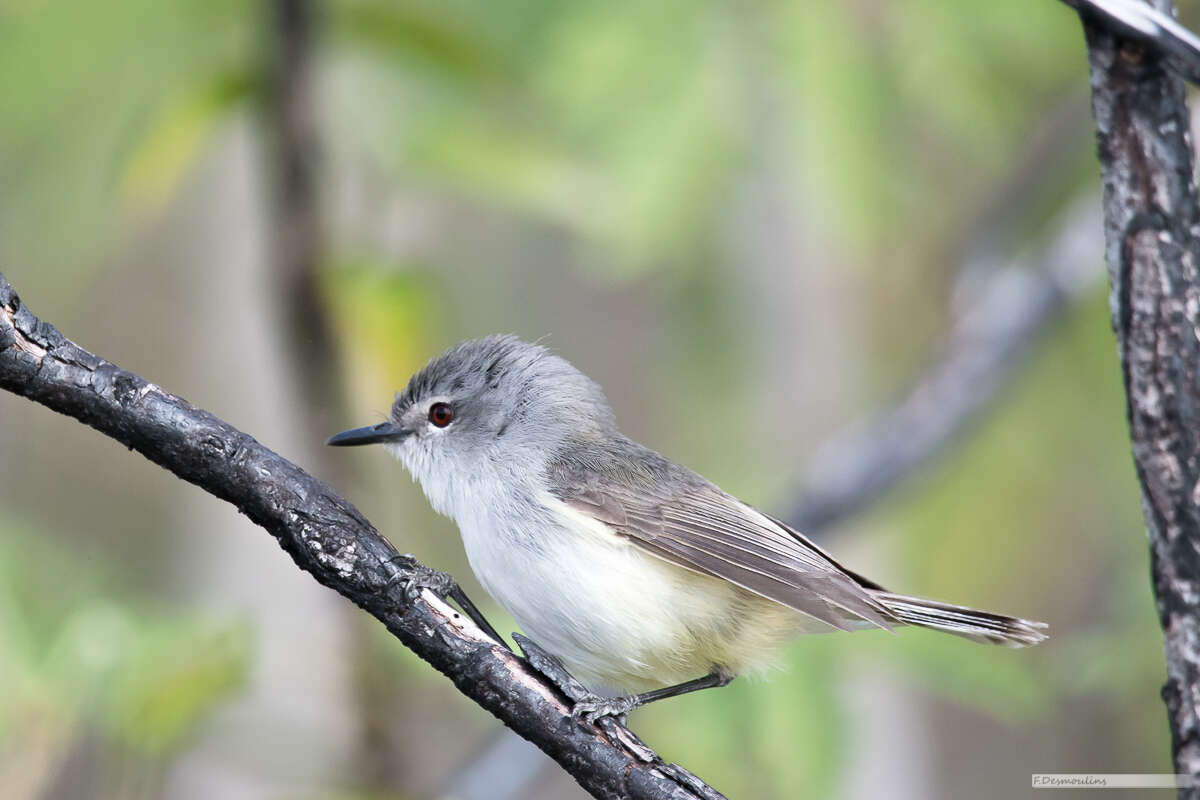 Imagem de Gerygone flavolateralis flavolateralis (Gray & GR 1859)