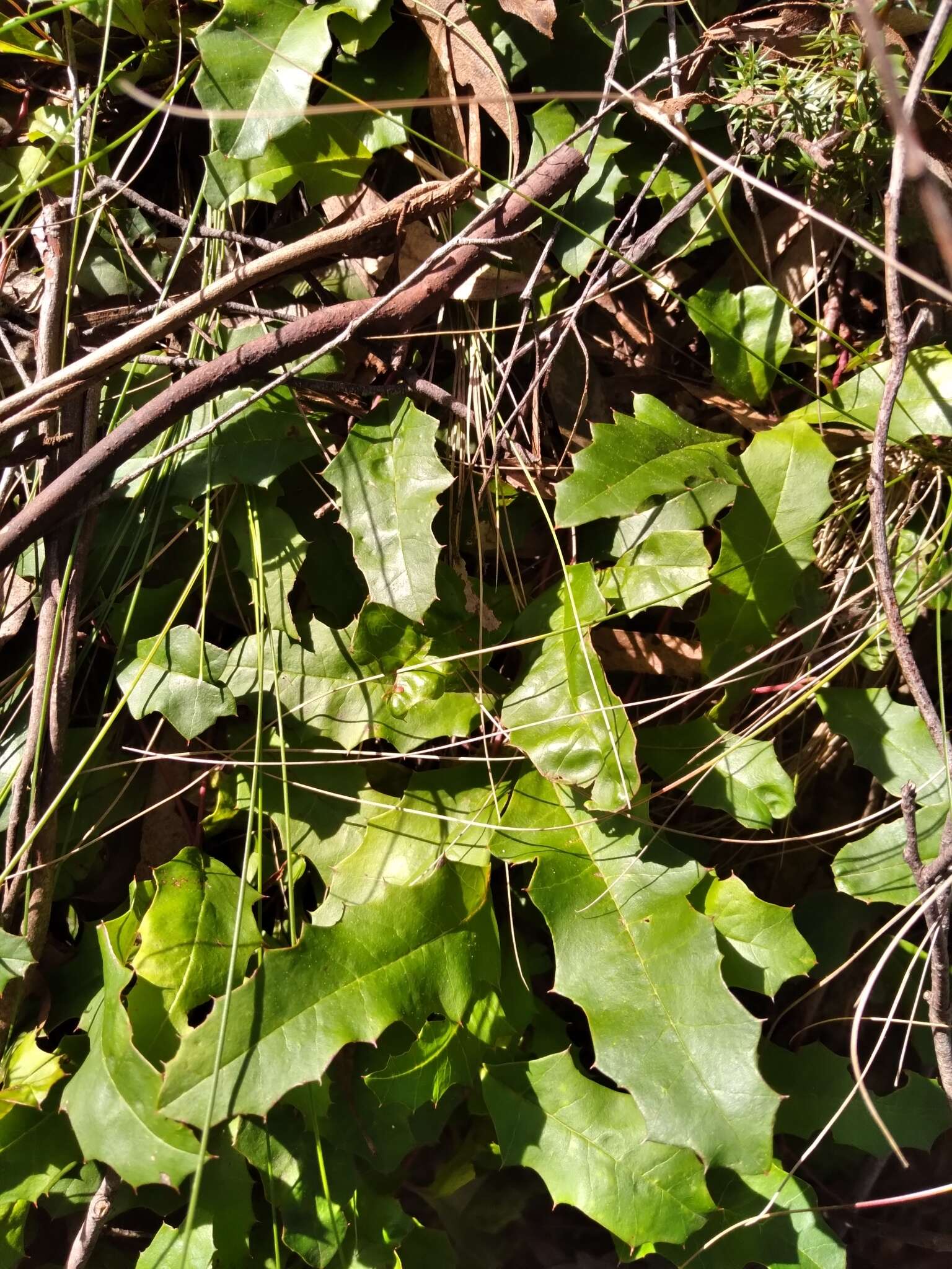 Image of Grevillea repens F. Müll.