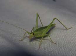 Image of Fast-calling Tree Cricket