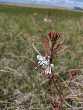 Oenothera coloradensis (Rydb.) W. L. Wagner & Hoch resmi