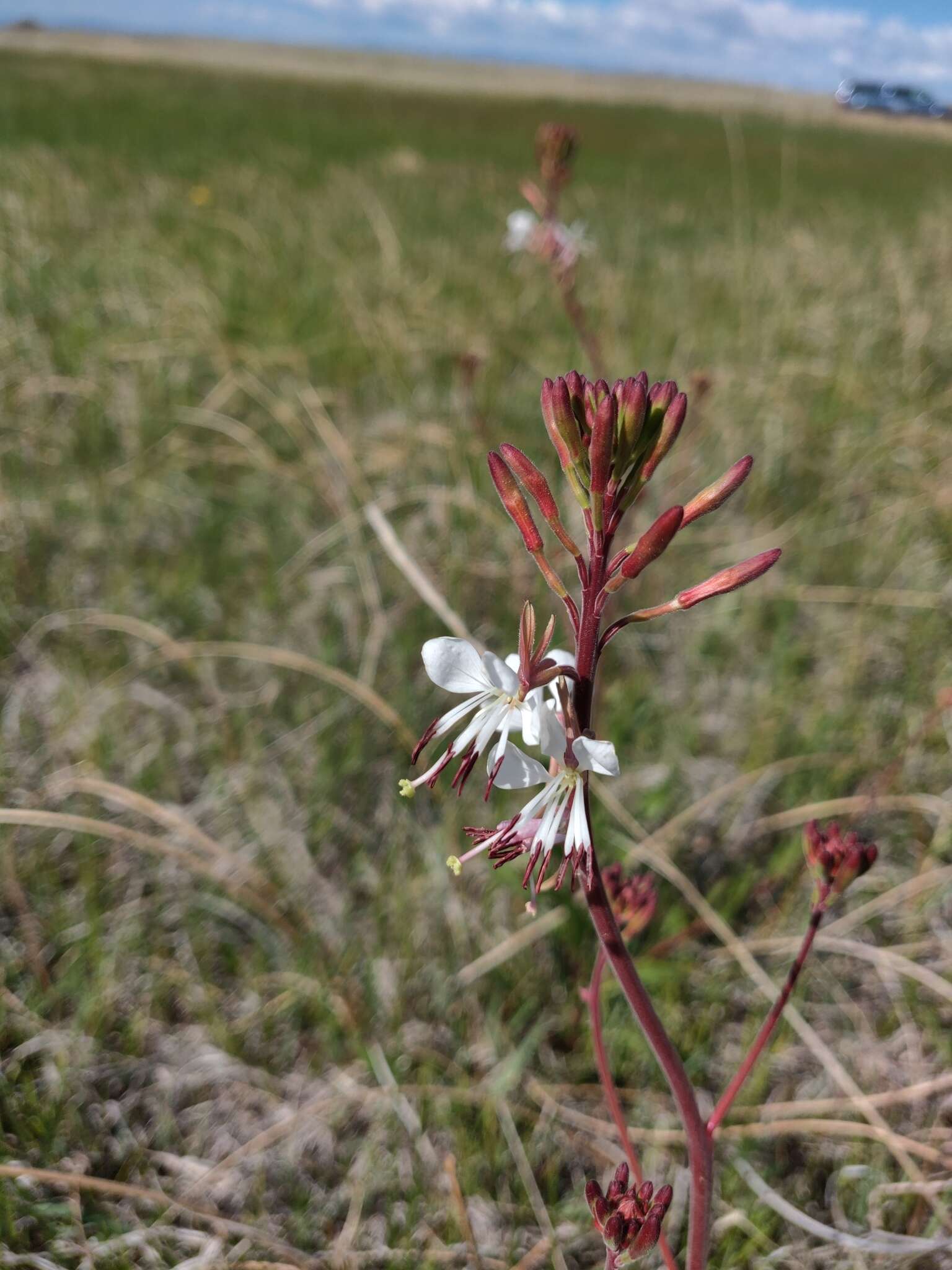 Oenothera coloradensis (Rydb.) W. L. Wagner & Hoch resmi