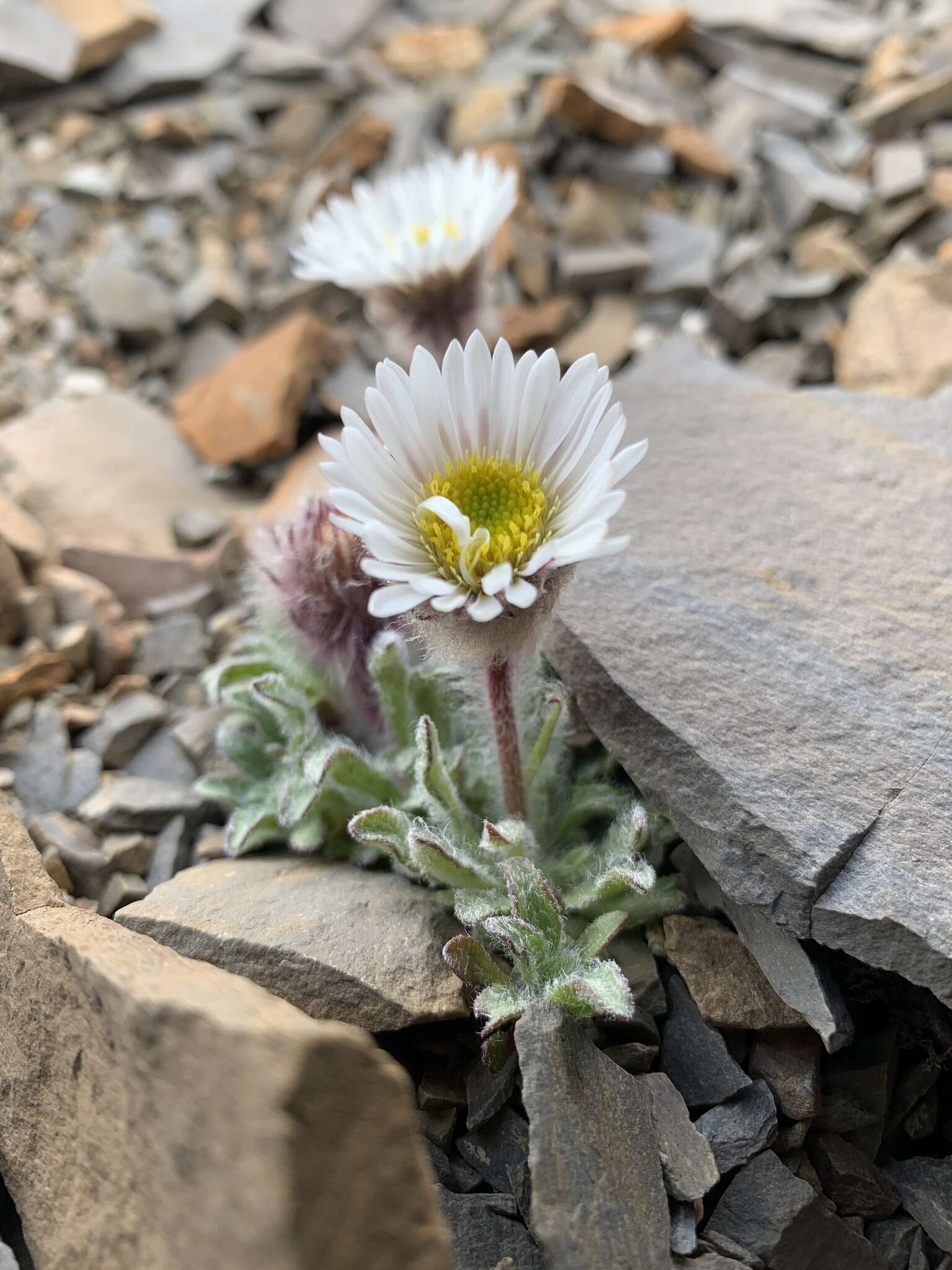 Image of Woolly Fleabane