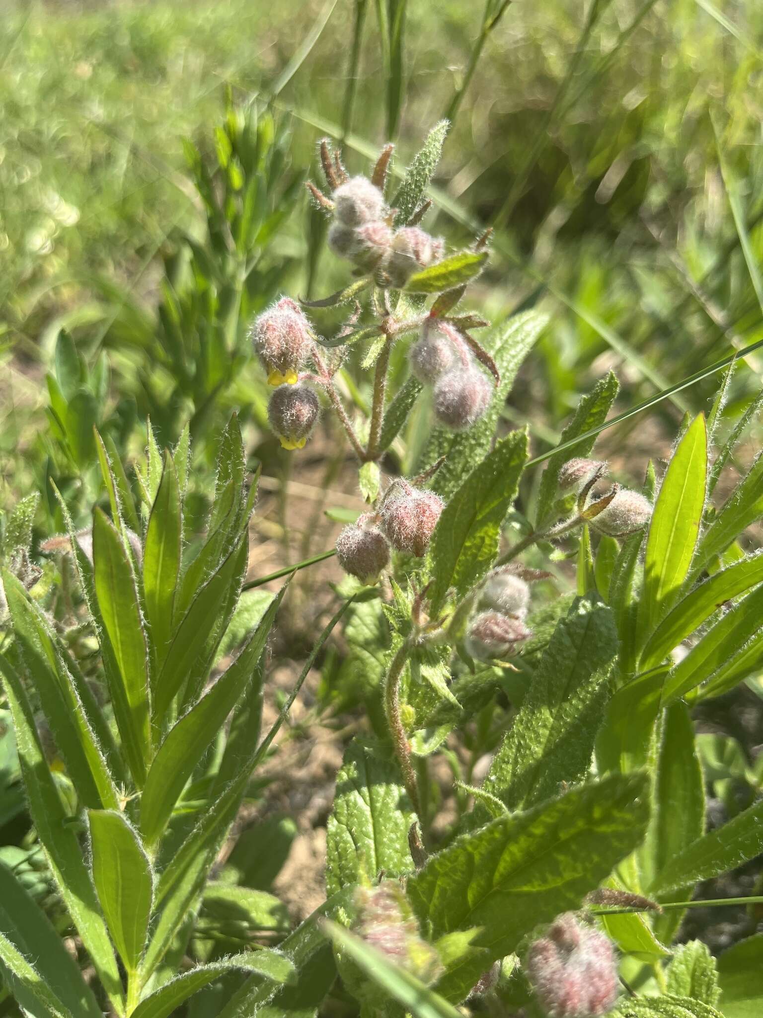 Plancia ëd Hermannia grandistipula (Buchinger ex Hochst.) K. Schum.