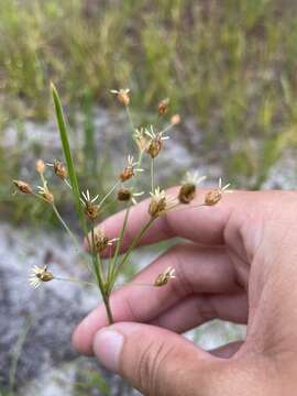 Imagem de Fimbristylis caroliniana (Lam.) Fernald