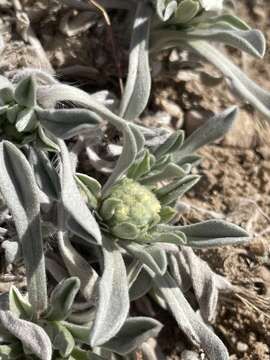 Plancia ëd Oreocarya humilis (A. Gray) Greene