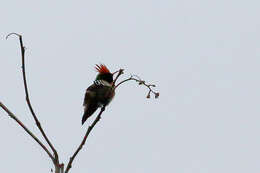 Lophornis magnificus (Vieillot 1817) resmi