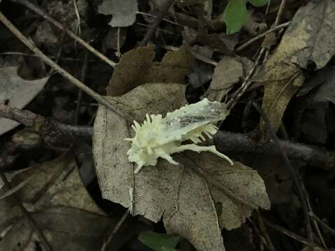 Imagem de Akanthomyces aculeatus Lebert 1858