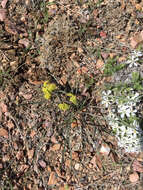 Image of leafy wildparsley