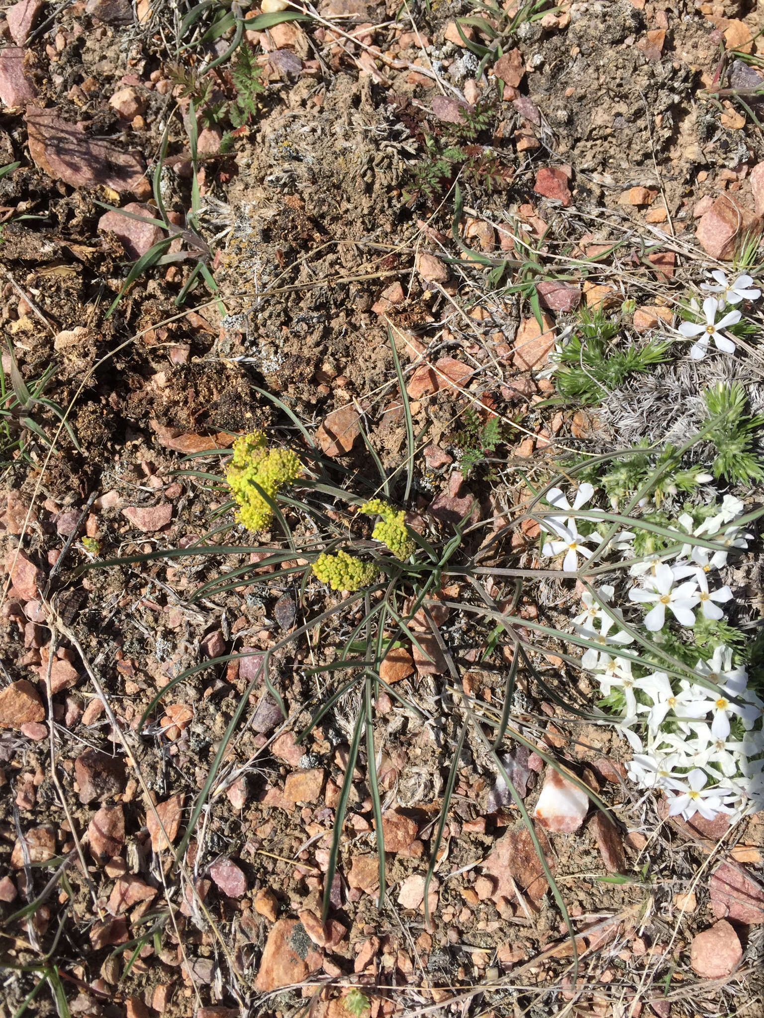 Image of leafy wildparsley