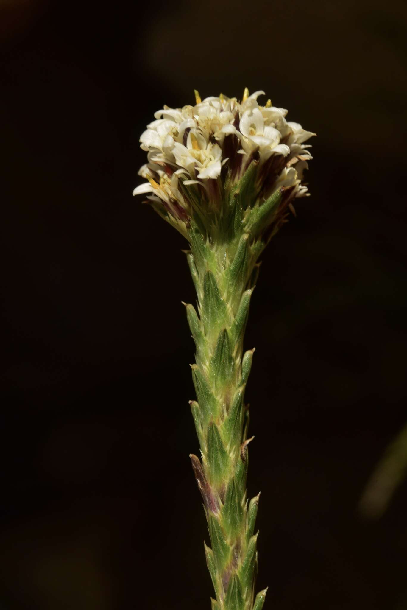 Nassauvia pygmaea var. intermedia (Phil.) Cabrera的圖片