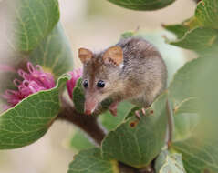 Image of honey possums