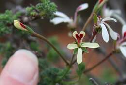 Image of Pelargonium abrotanifolium (L. fil.) Jacq.