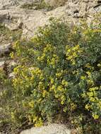 Image of fringed rue