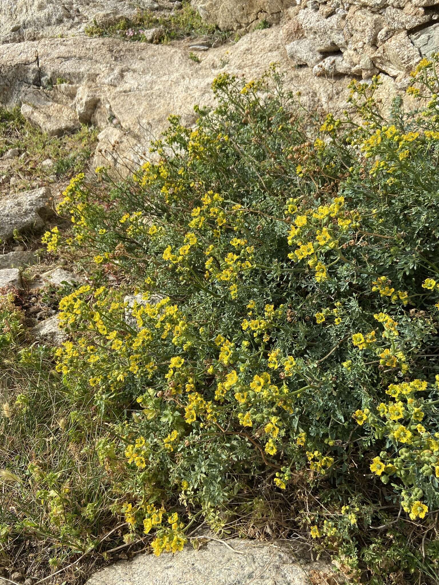 Image of fringed rue