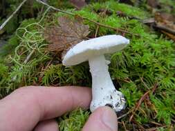 Image of Amanita silvicola Kauffman 1926