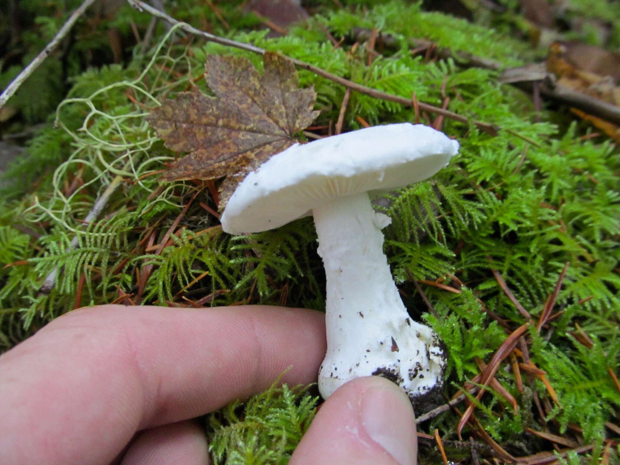 Image of Amanita silvicola Kauffman 1926