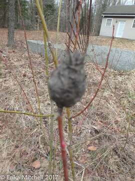 Image of Willow Pinecone Gall Midge