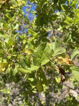 صورة Nahuatlea arborescens (Brandegee) V. A. Funk