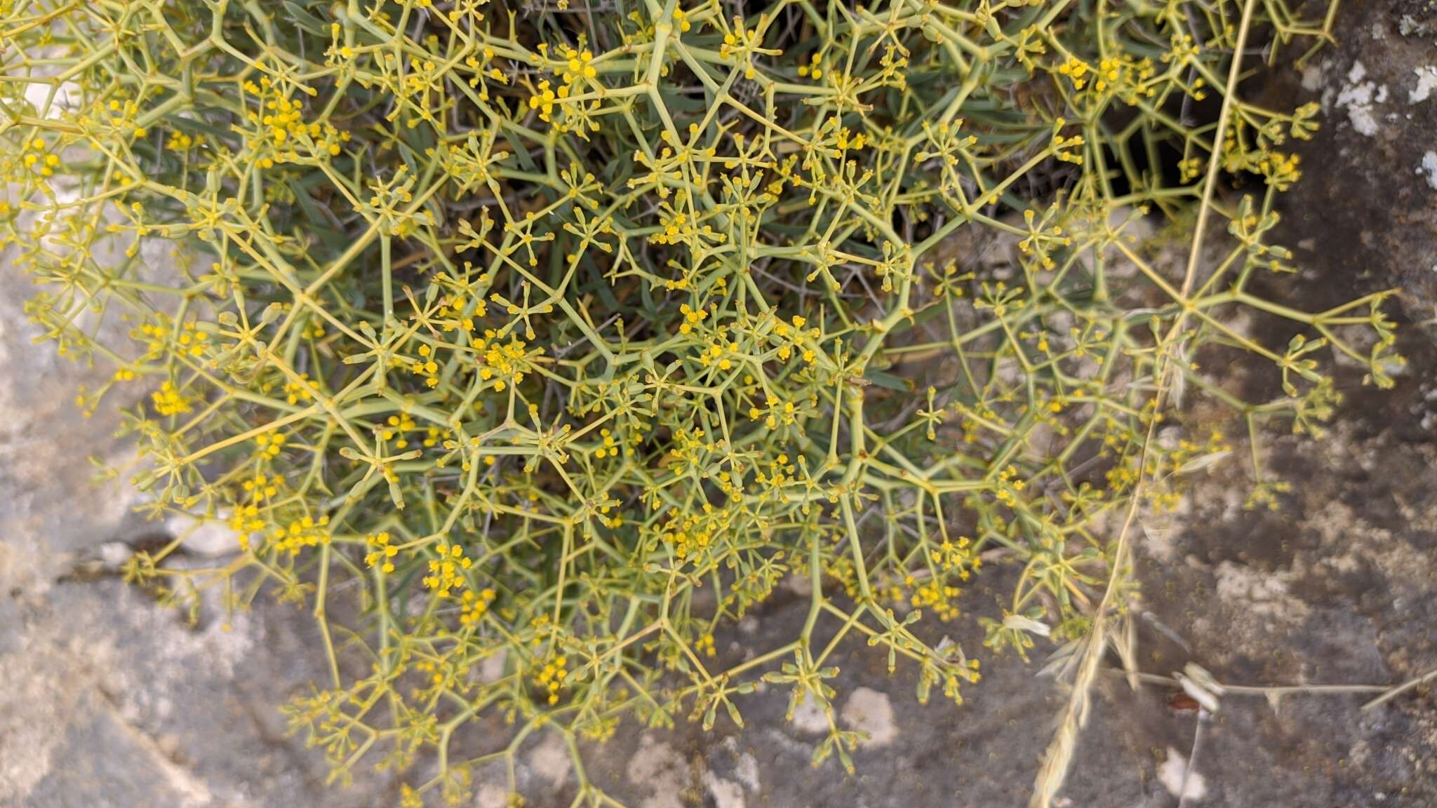 Image of Bupleurum fruticescens subsp. spinosum (Gouan) O. Bolos & Vigo