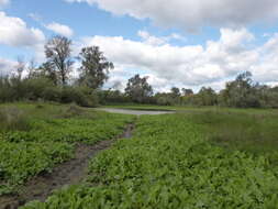 Image of Great Yellow-cress