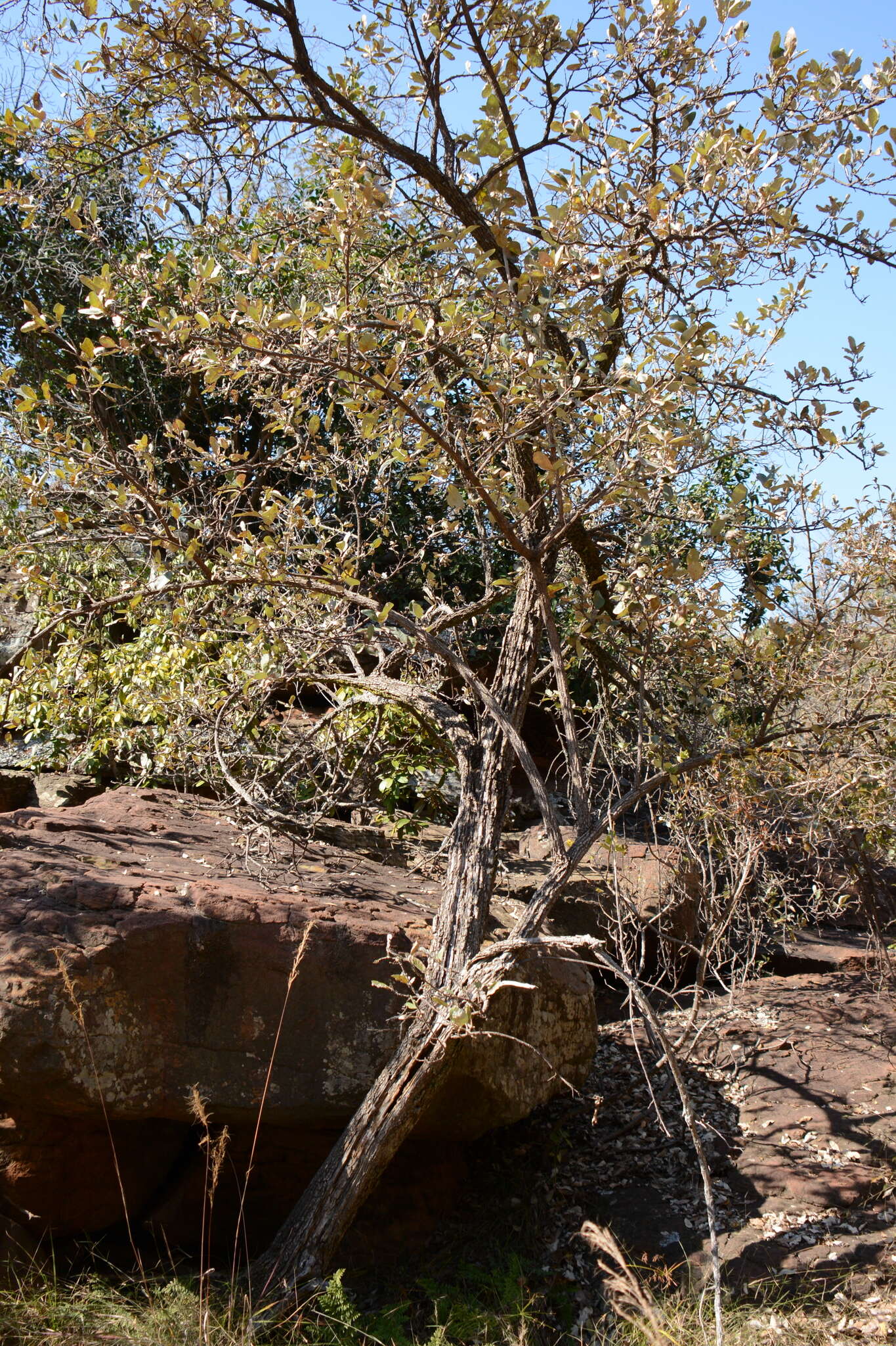 Image of Brachylaena discolor var. transvaalensis (E. Phillips & Schweick.) H. J. Beentje