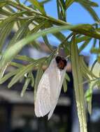 Trichiocercus mesomelas Walker resmi