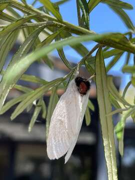 Trichiocercus mesomelas Walker resmi