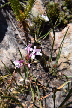 Imagem de Watsonia paucifolia Goldblatt