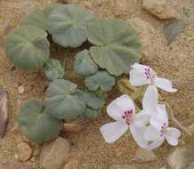 Image of Pelargonium sibthorpiifolium Harv.