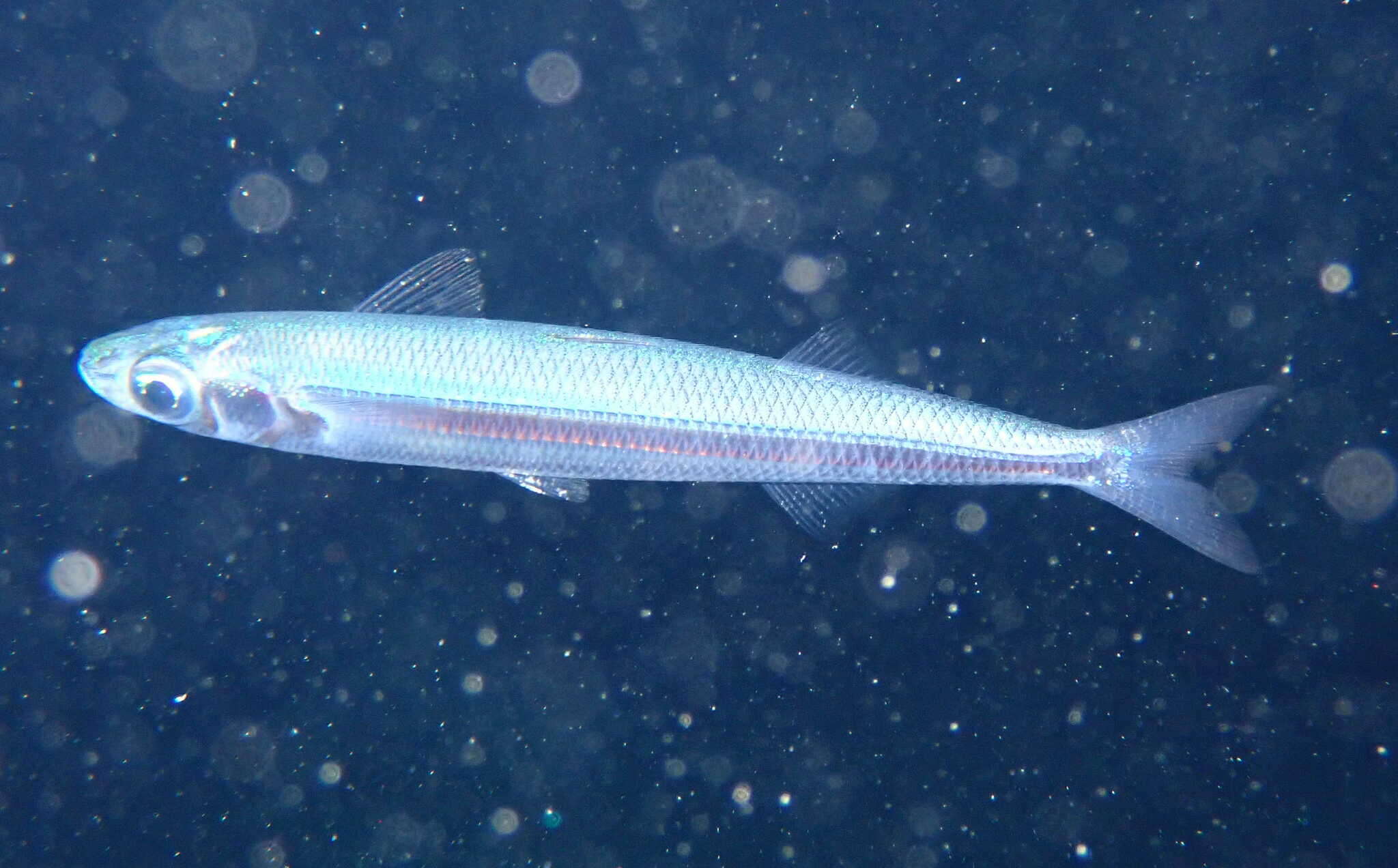 Image of Mediterranean sand smelt