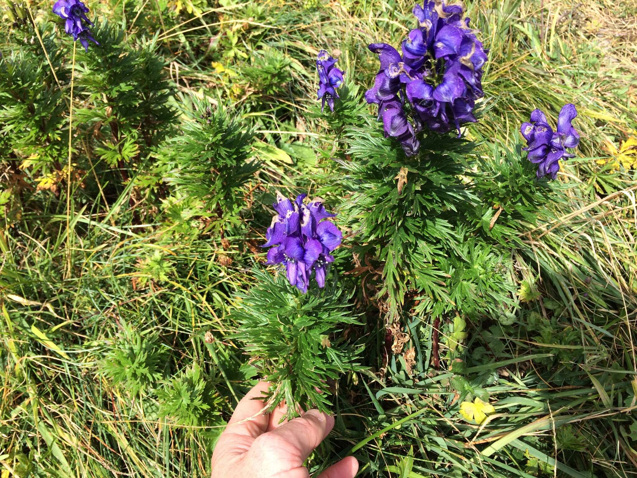 Слика од Aconitum napellus L.