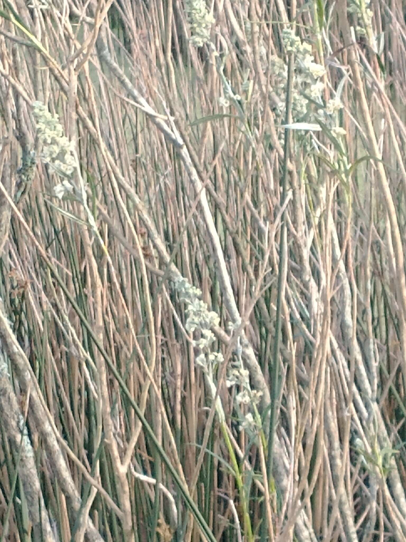 Image de Buddleja thyrsoides Lam.