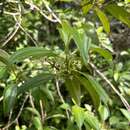 Miconia portoricensis (Alain) Ionta, Judd & Skean的圖片