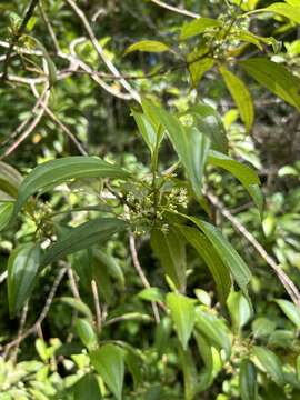 Miconia portoricensis (Alain) Ionta, Judd & Skean的圖片