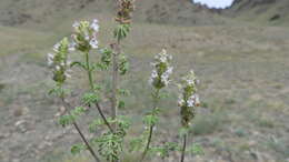 Image de Nepeta annua Pall.