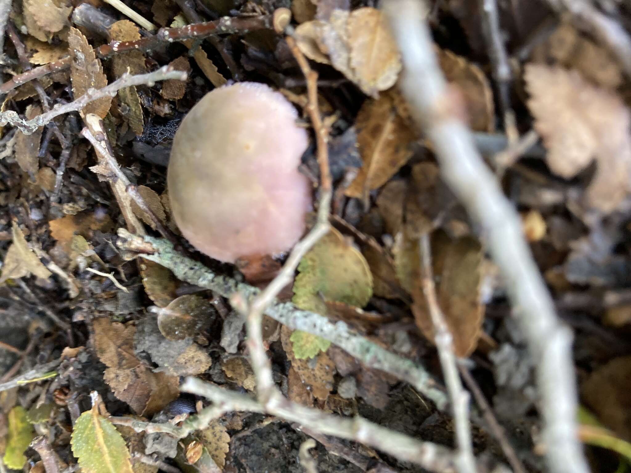 Image of Russula ionochlora Romagn. 1952