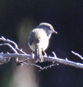 Image of Japanese Bush Warbler