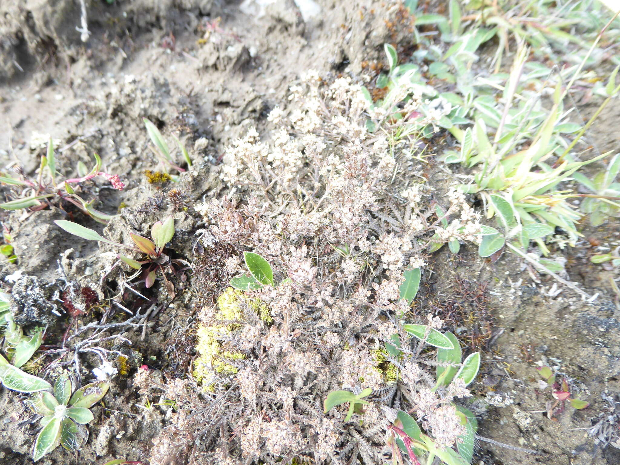 صورة Lepidium sisymbrioides Hook. fil.