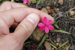 Image of Rhodohypoxis baurii var. baurii