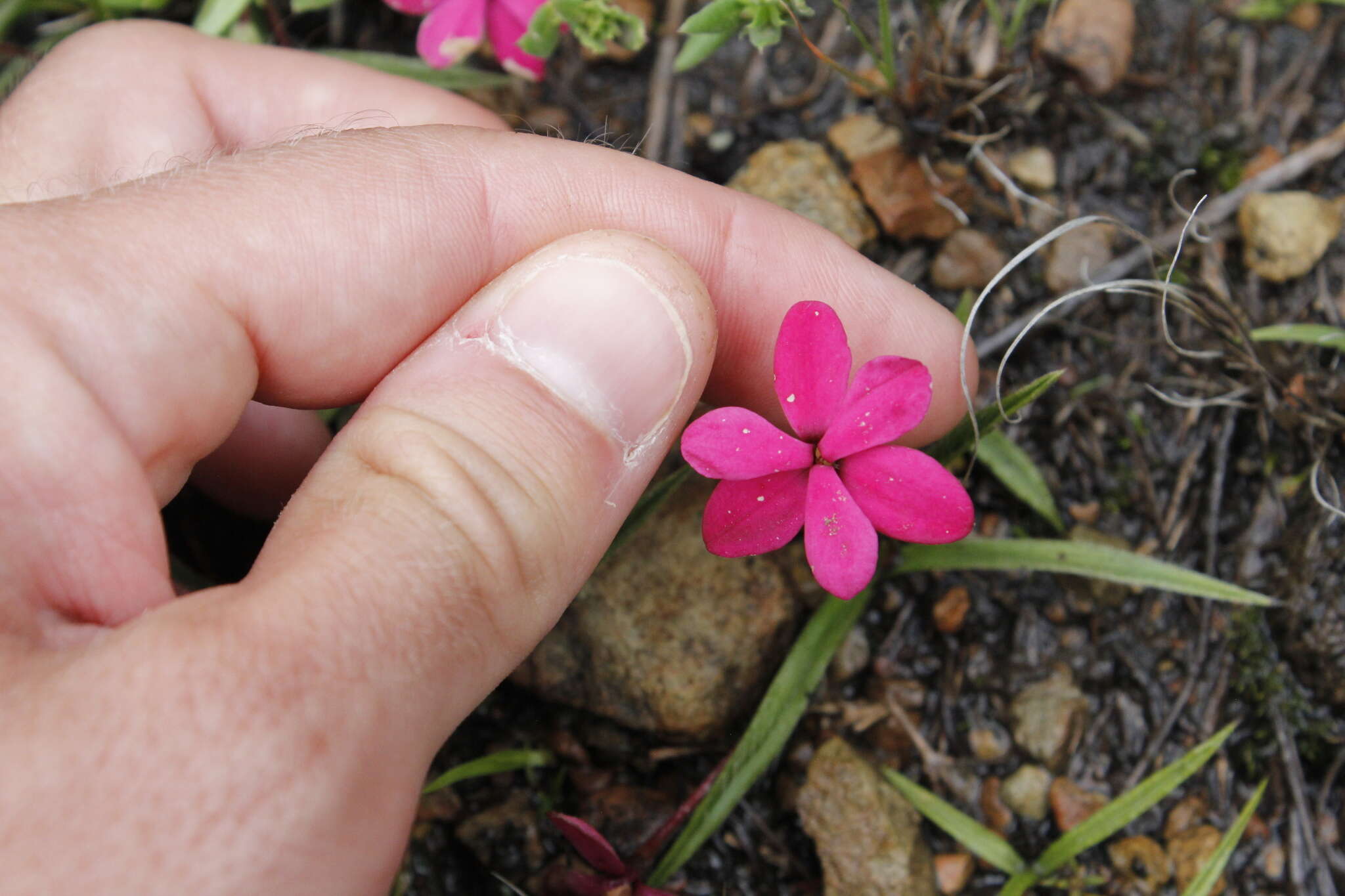 Image of Rhodohypoxis baurii var. baurii