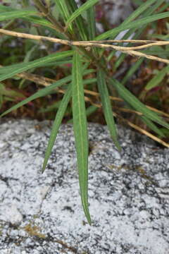 Asclepias angustifolia Schweig.的圖片