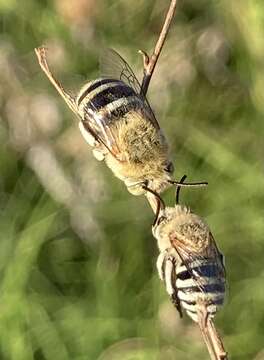 Image of Amegilla murrayensis (Rayment 1935)